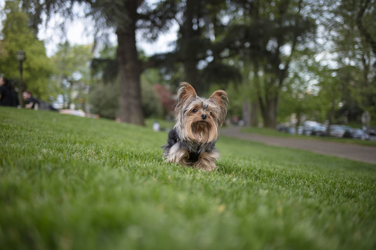 约克夏梗犬幼犬