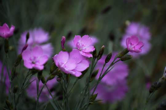 石竹花