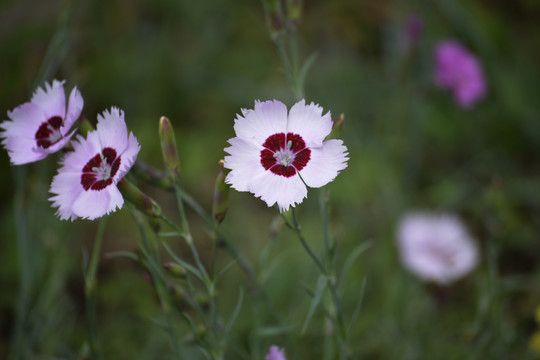 石竹花