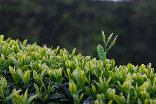 茶场