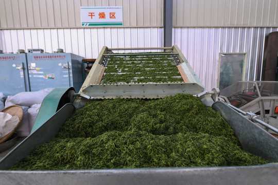 茶叶加工厂