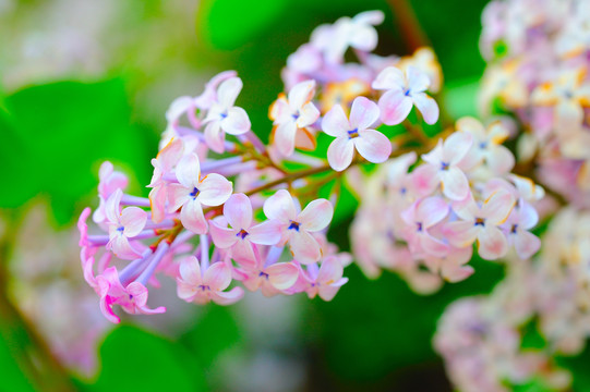 丁香花