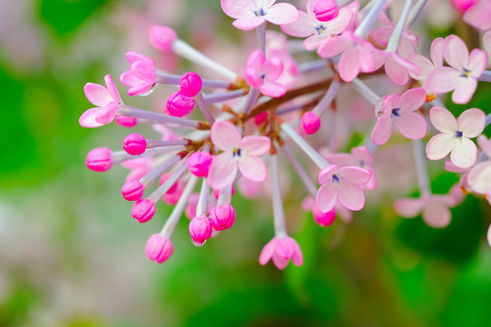 丁香花