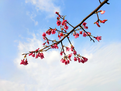 钟花樱桃