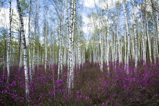 山野白桦杜鹃花