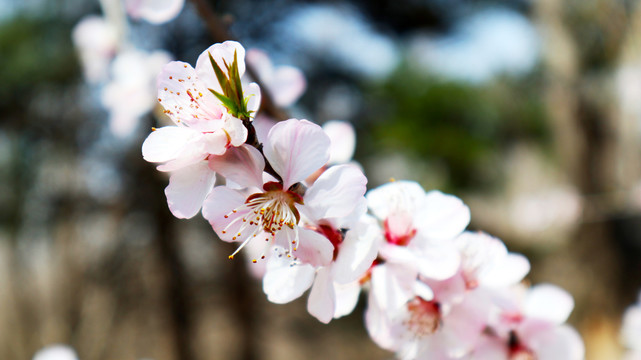 山桃花