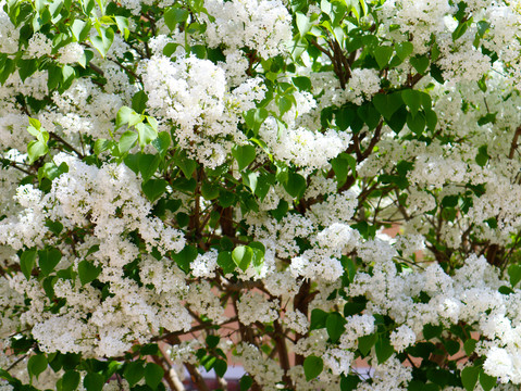 丁香花