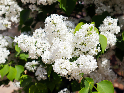 丁香花