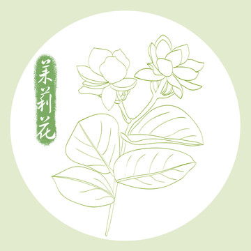 茉莉花线稿描