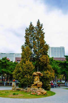 沈阳中山公园广场松树与假山石