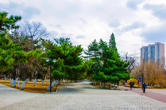 沈阳中山公园广场小路与松树