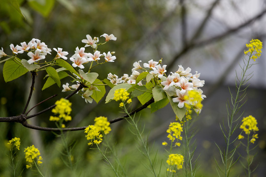 油桐花