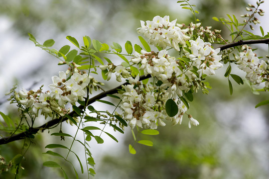 洋槐花背景图