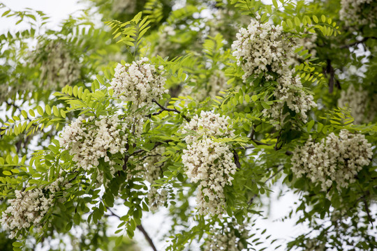 洋槐花素材