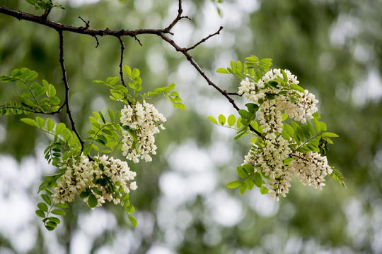 一枝槐花