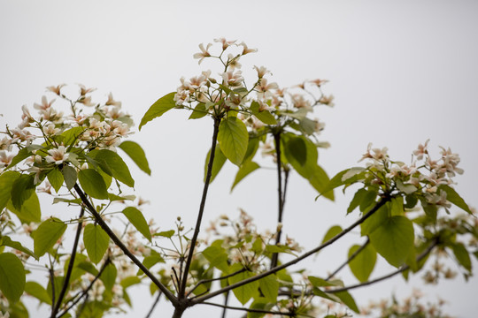 油桐花