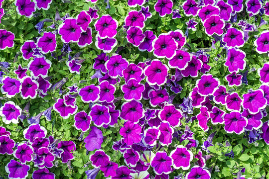 粉紫色喇叭花背景