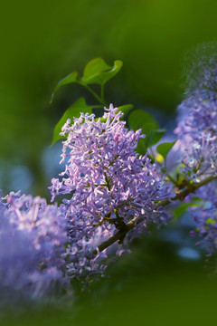 丁香花