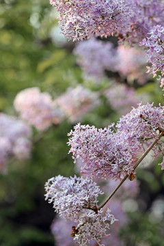 丁香花