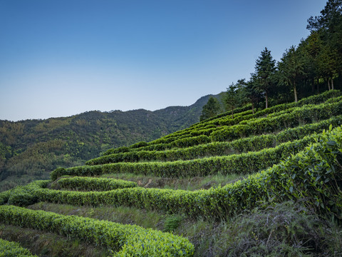 福安市马洋村茶田