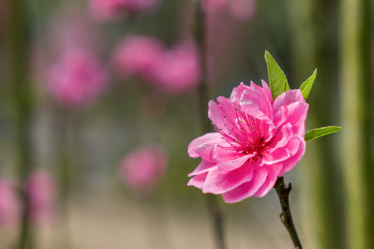 春天粉红色的花朵