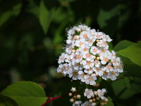 白花