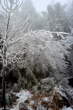 雪