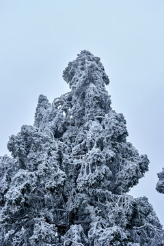 霧松