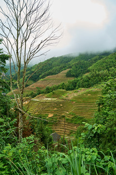 绿色旅游