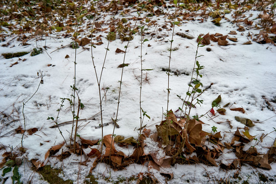 雪