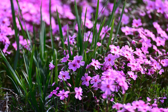 芝樱花