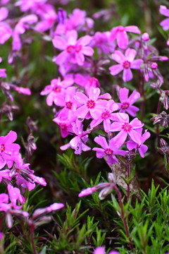 芝樱花