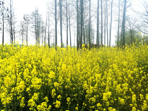 油菜花