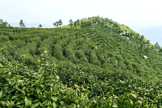 茶山