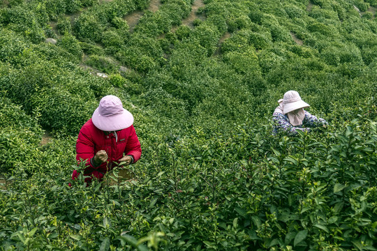 采茶女工