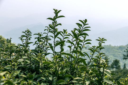 高山茶林