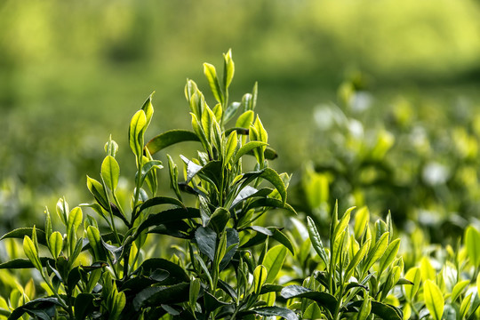 绿油油的茶树芽