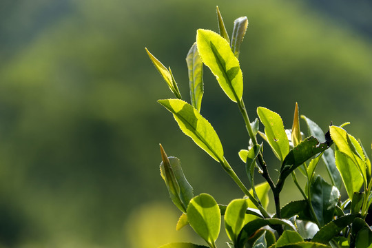 嫩茶叶芽