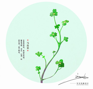 馬齒菜