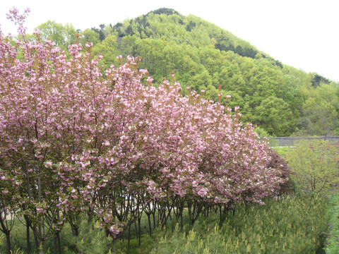 秦岭里的樱花