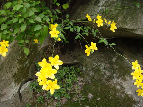 秦岭里的棣棠花