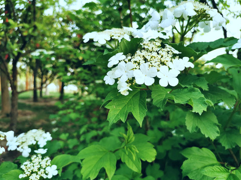 山楂树与山楂花