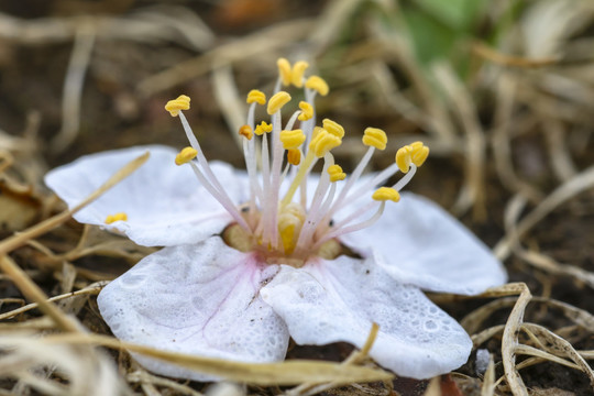 落花