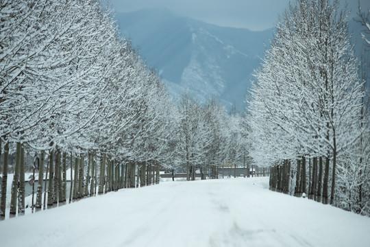 大雪