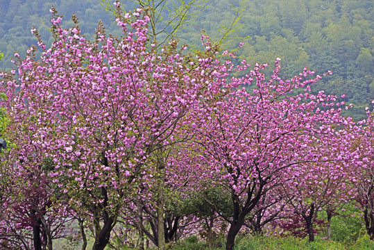 樱花