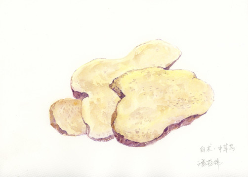 手繪水彩中草藥白術(shù)
