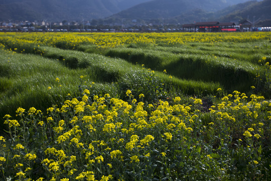 田野