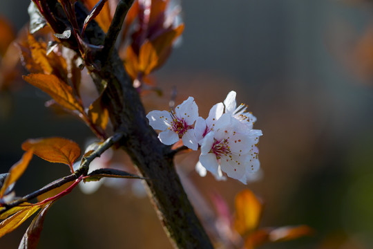 李花