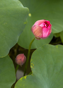 出水芙蓉