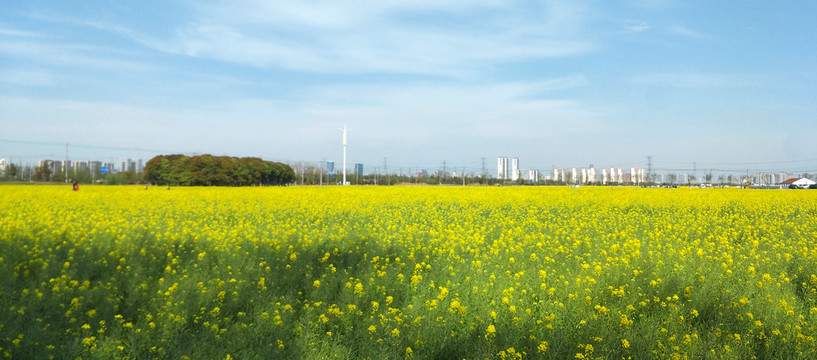 春天油菜花海